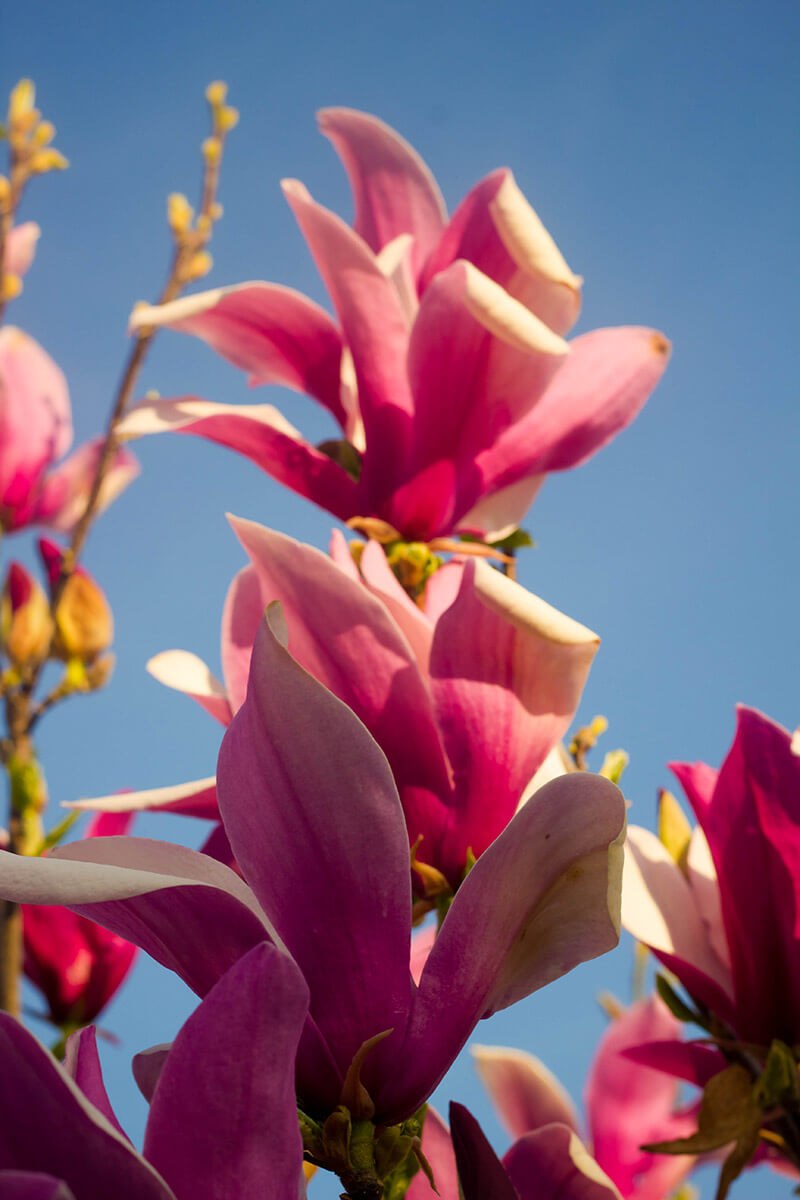 Магнолия грандифлора