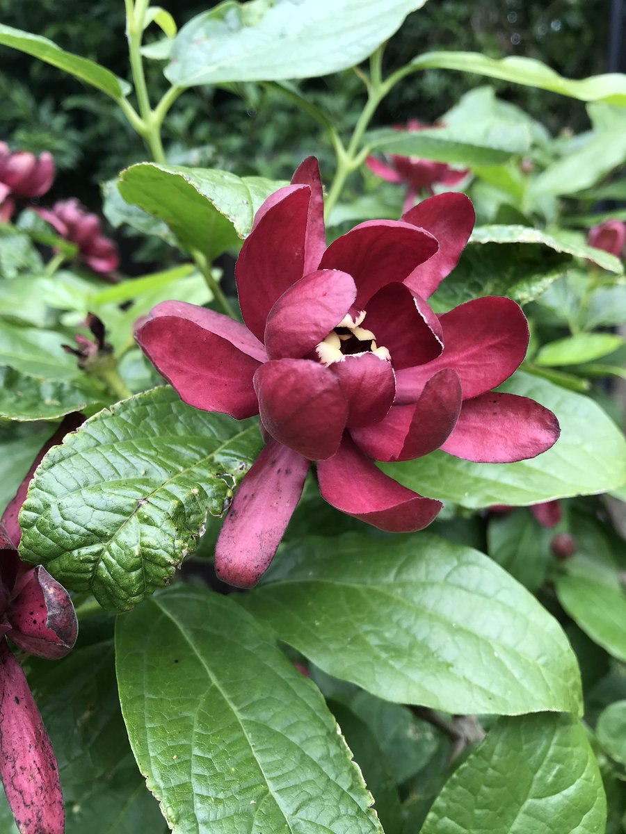 Каликант нефрит