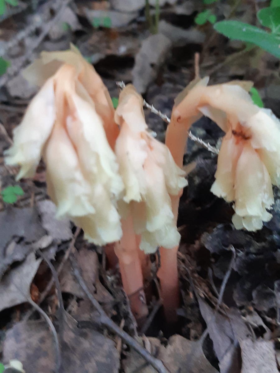 Подъельник обыкновенный