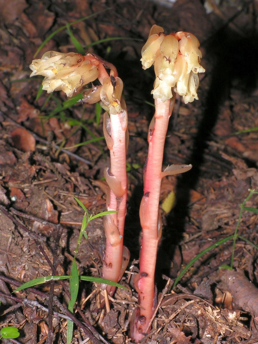 Подъельник (Monotropa)