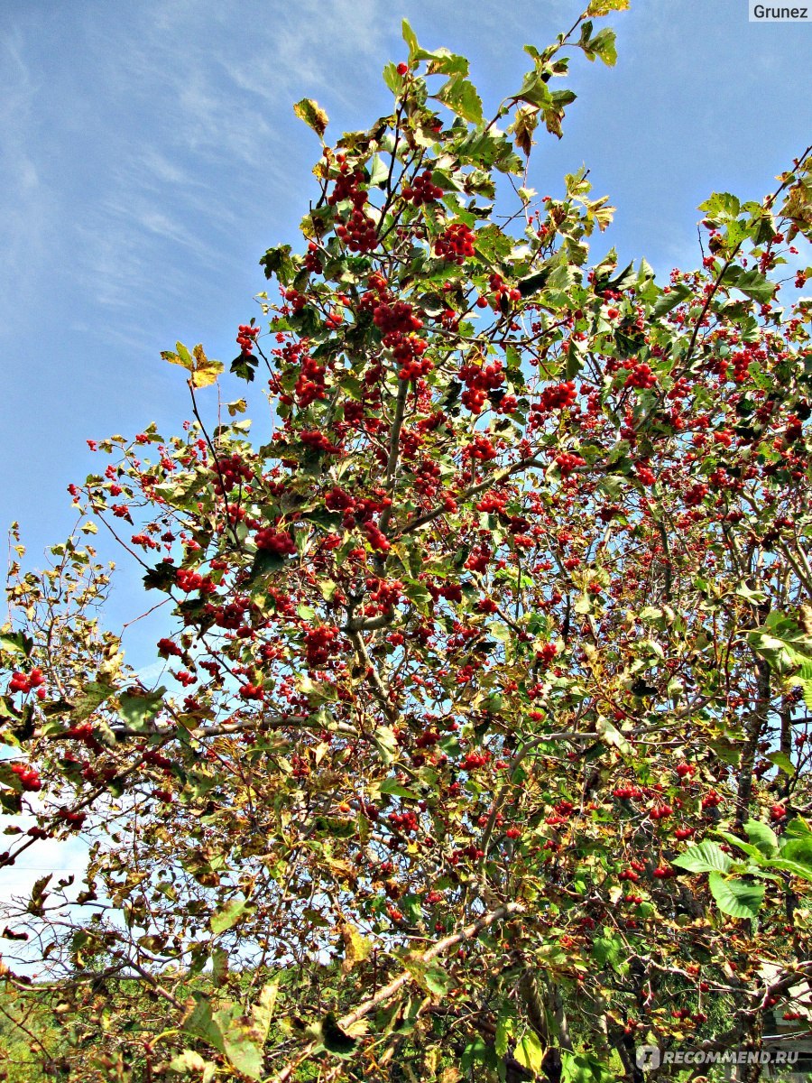 Боярышник поярковой