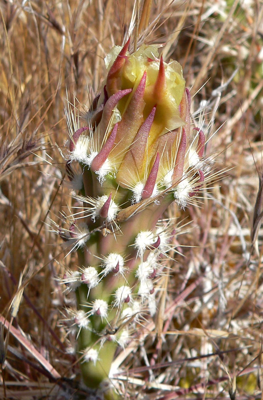 Эхинокактус грузони пустынный