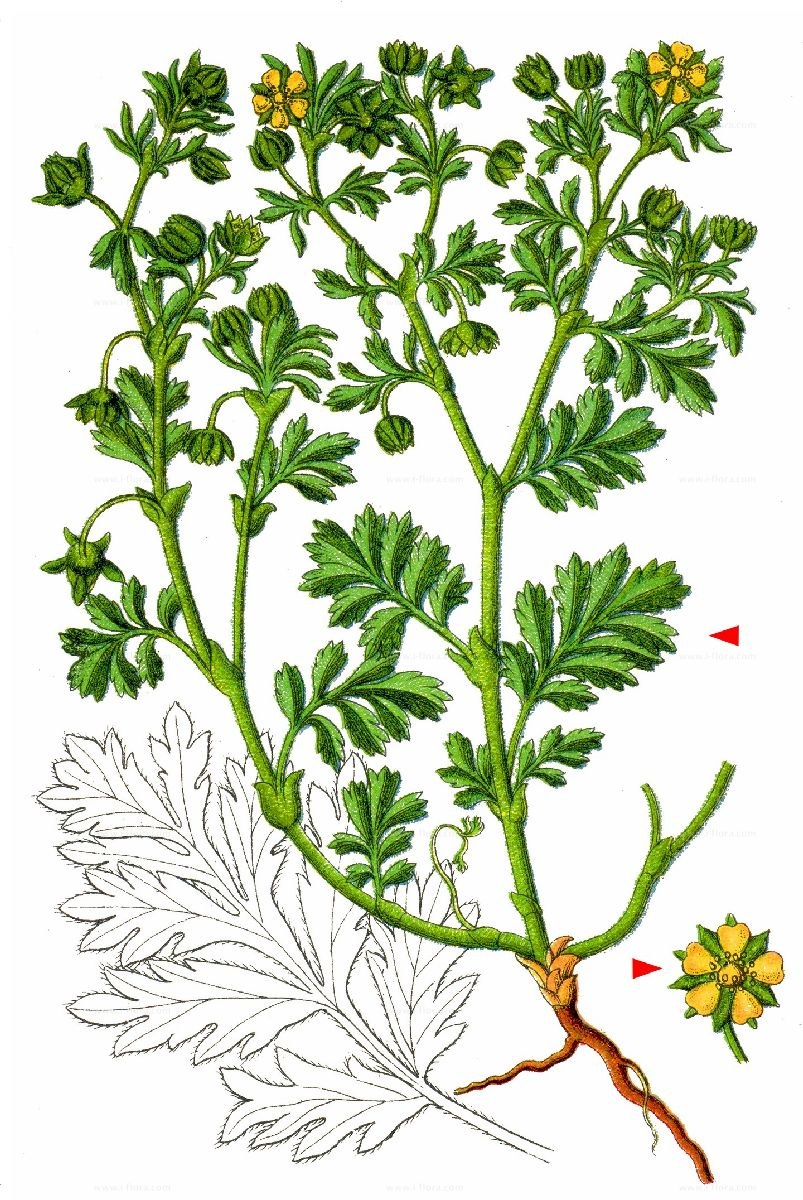 Лапчатка низкая