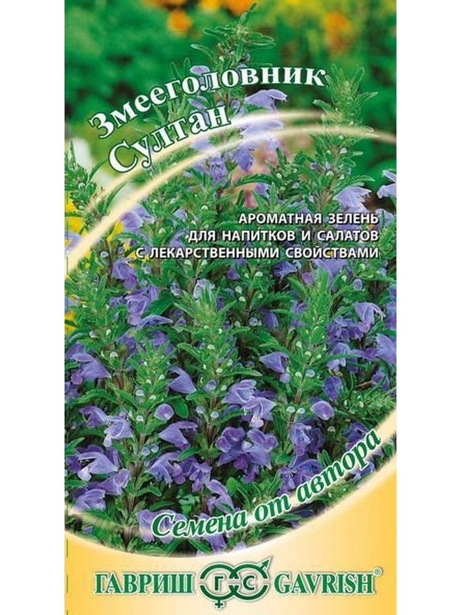 Змееголовник тангутский