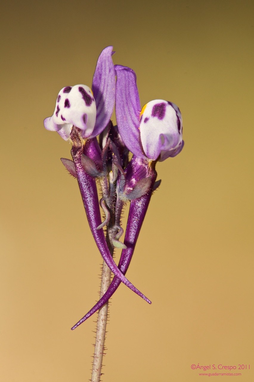 Аметистея растение