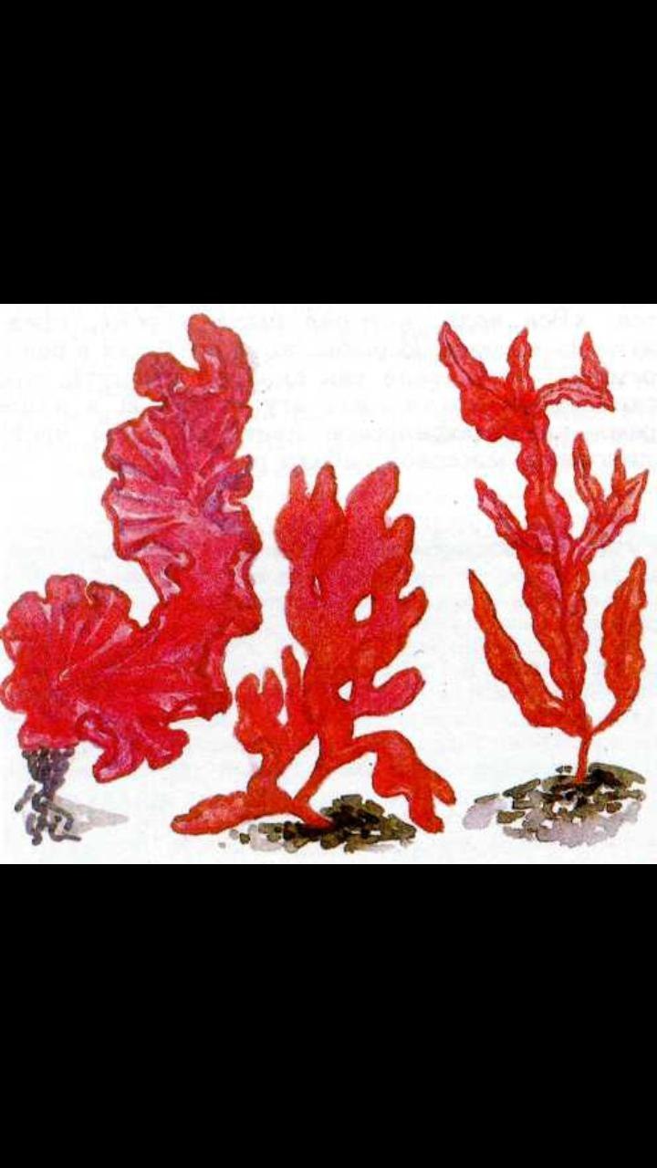 Asparagopsis taxiformis