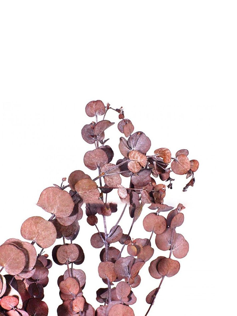 Эвкалипт иволистный