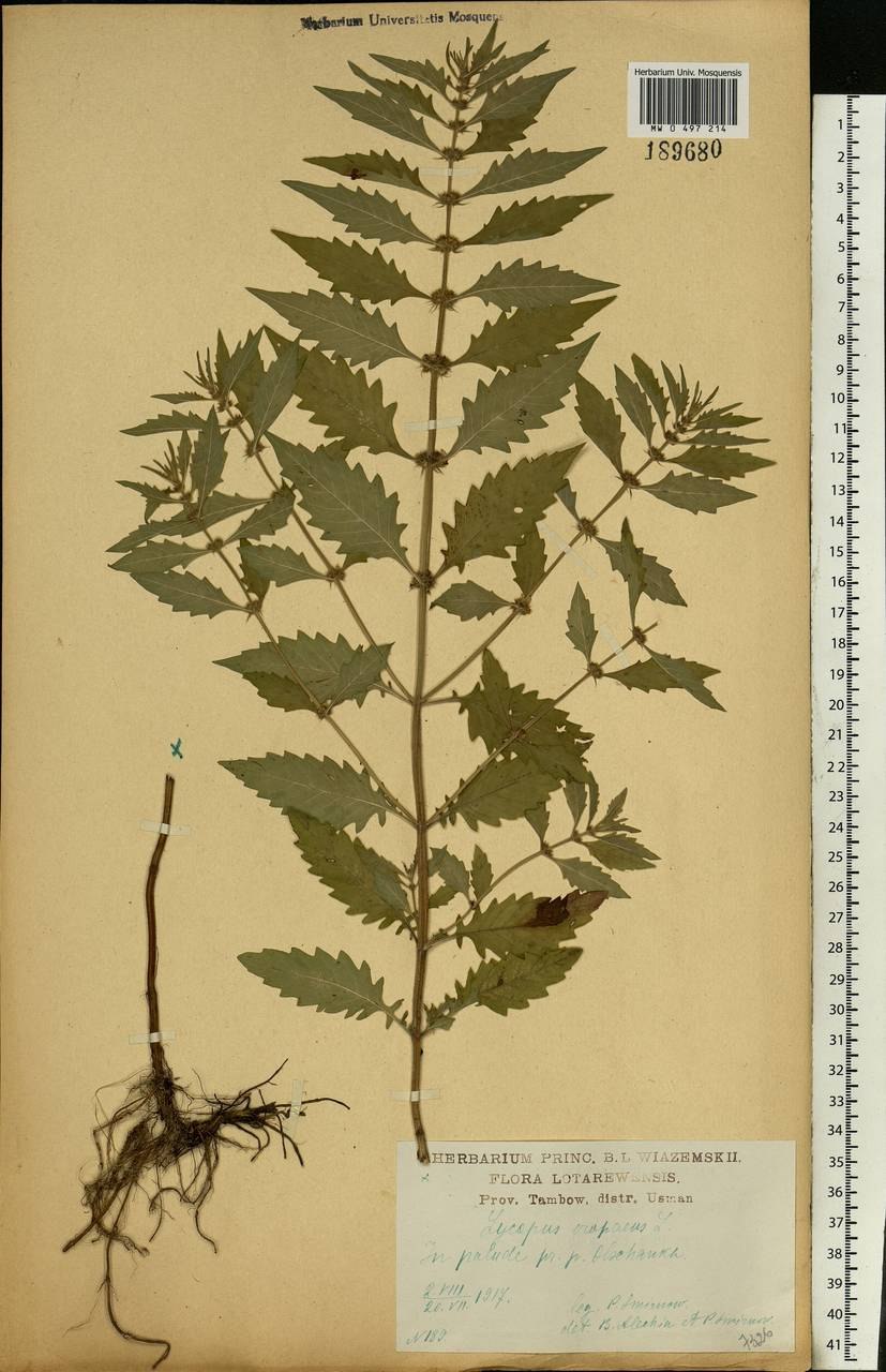 Зюзник американский