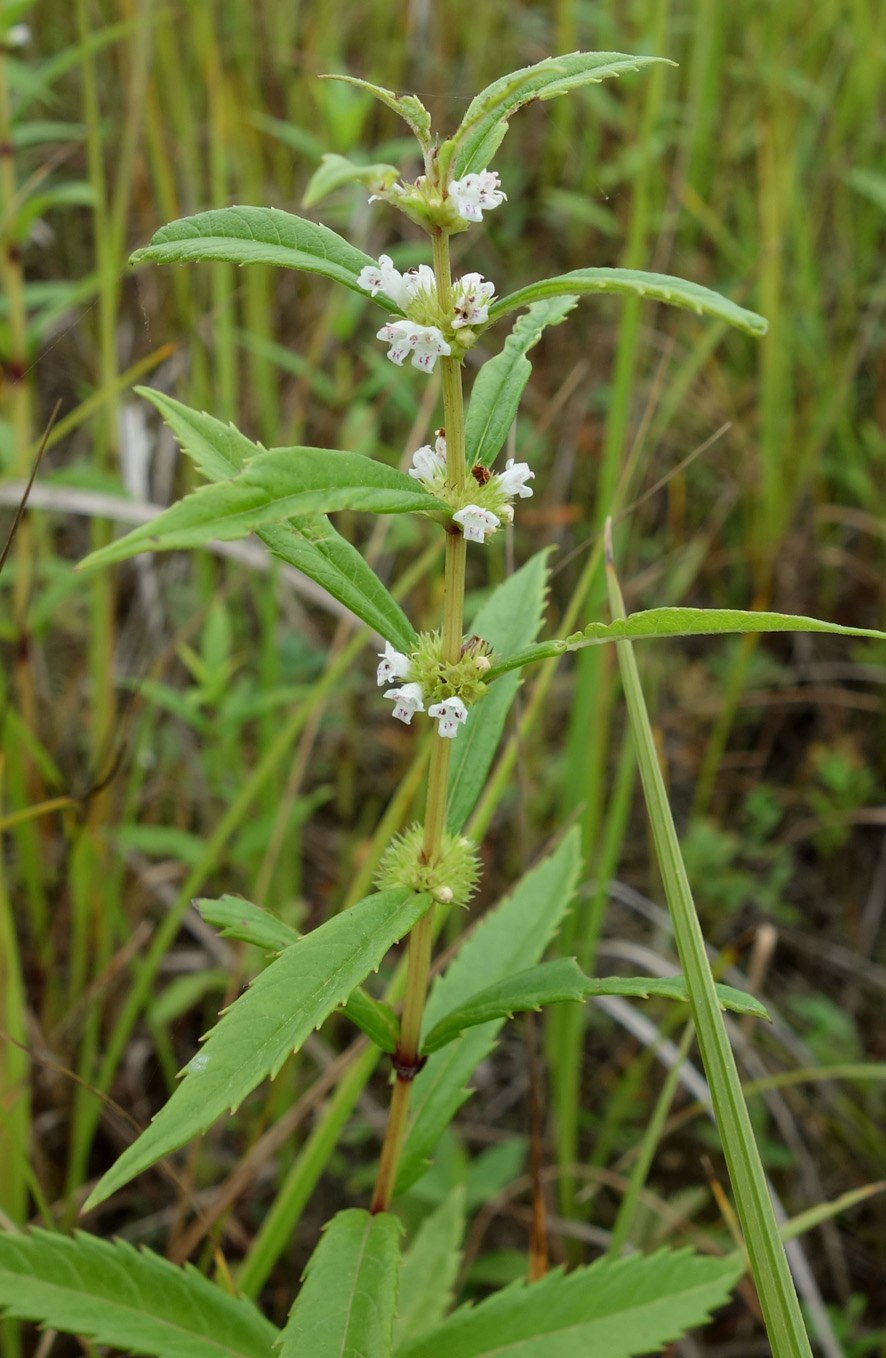 Зюзник одноцветковый Камчатка