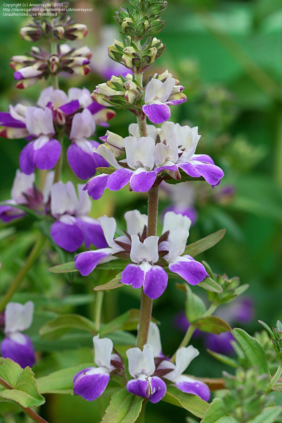 Коллинсия узколистная