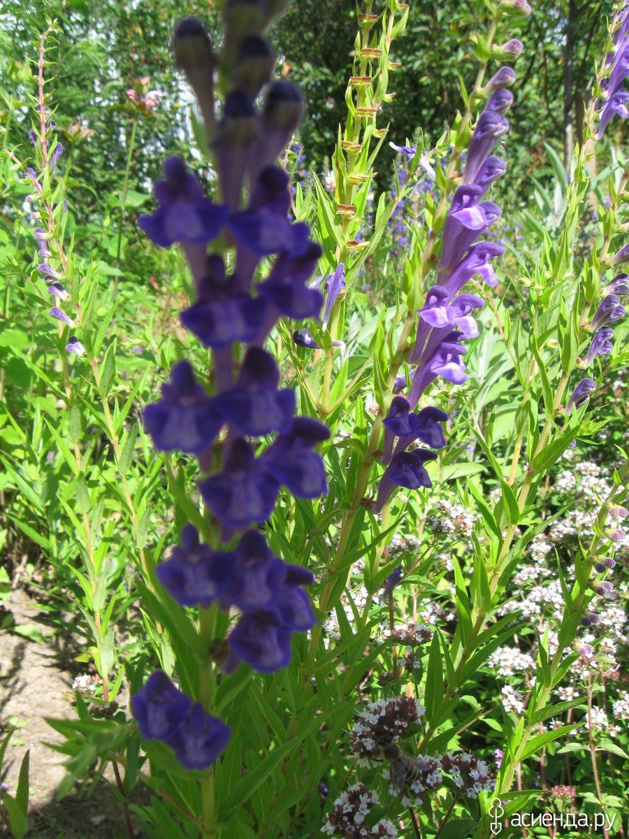 Шлемник обыкновенный (Scutellaria galericulata l.)