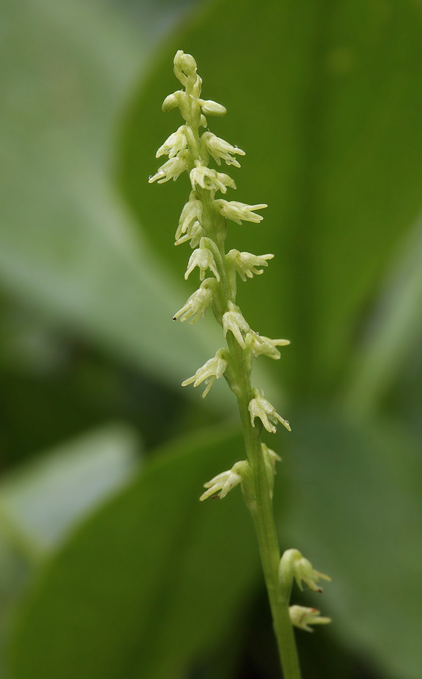 Сибирские орхидеи Бровник одноклубневый
