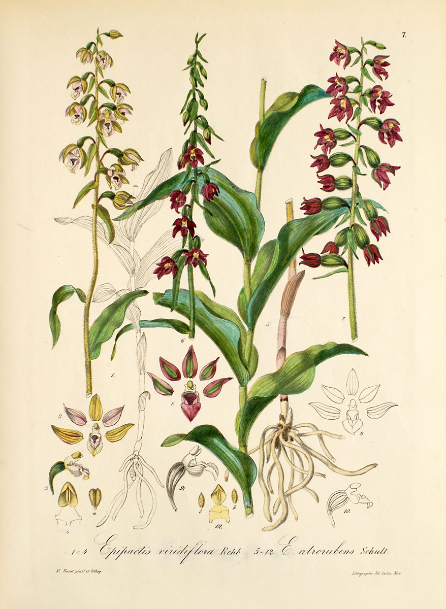 Herminium monorchis