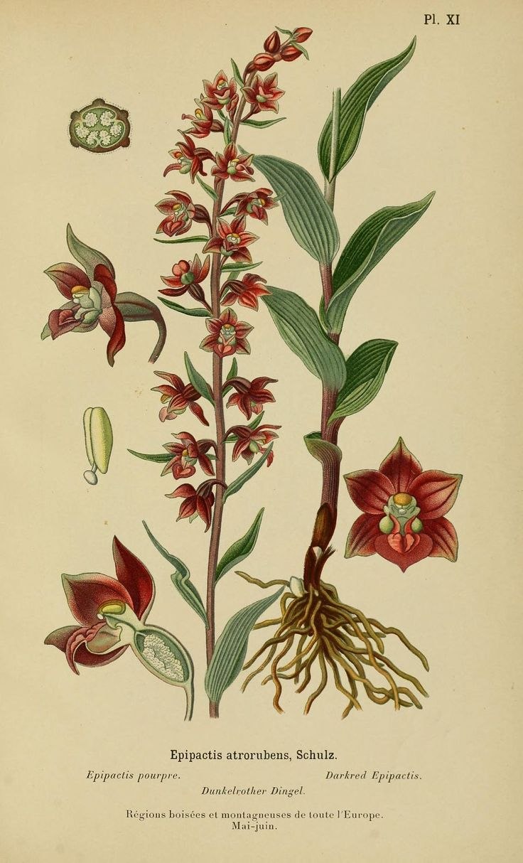 Лобелия Дортмана