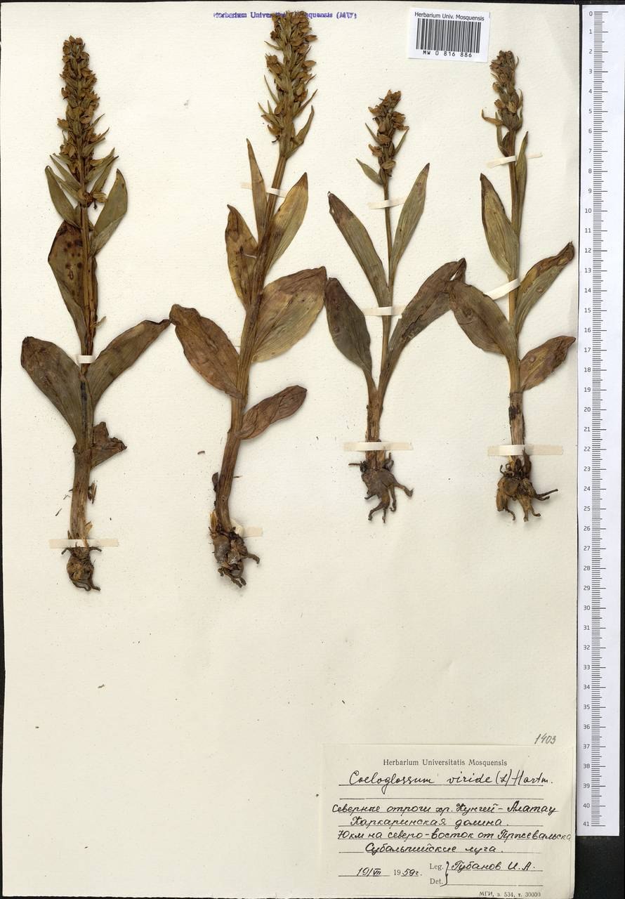 Ятрышник обожжённый