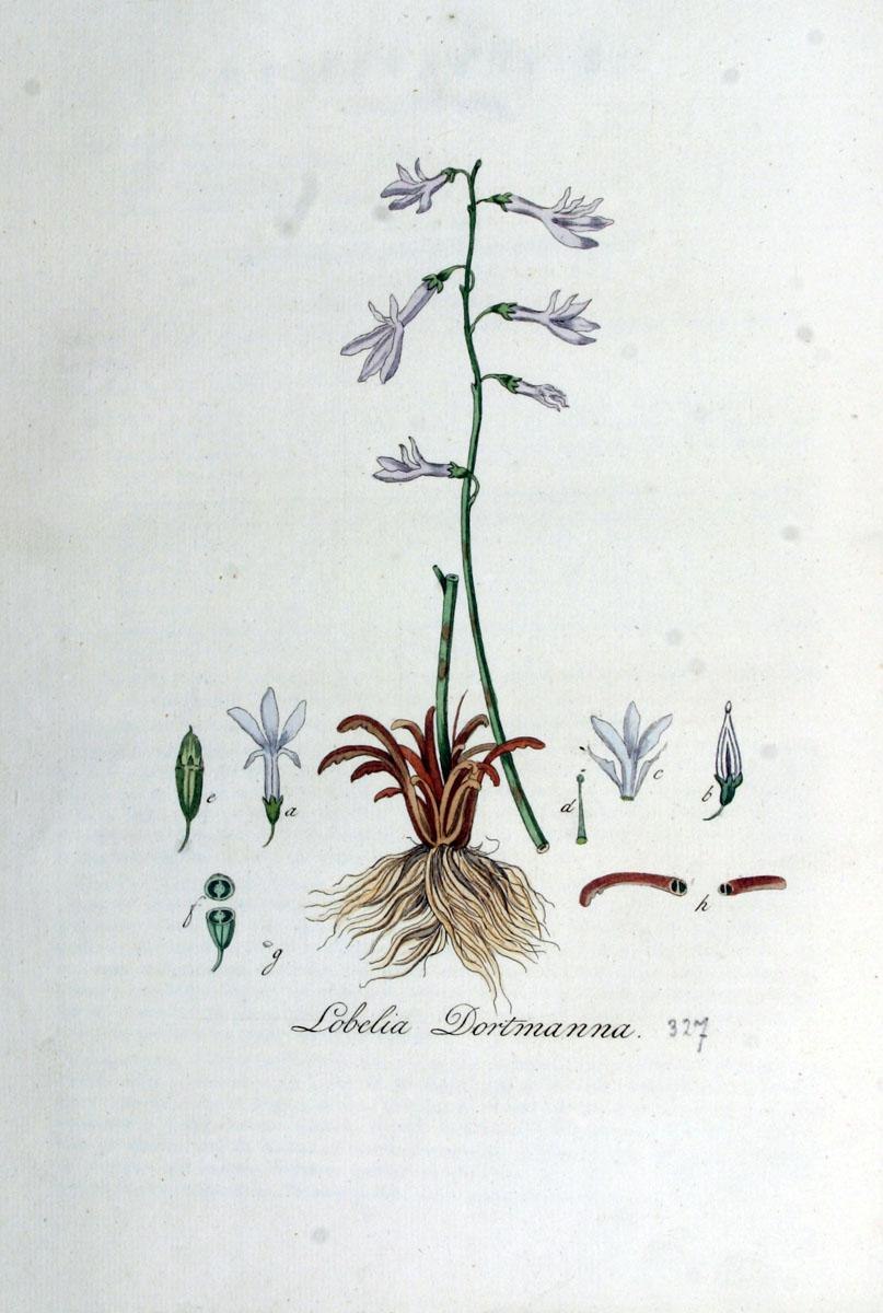 Herminium monorchis