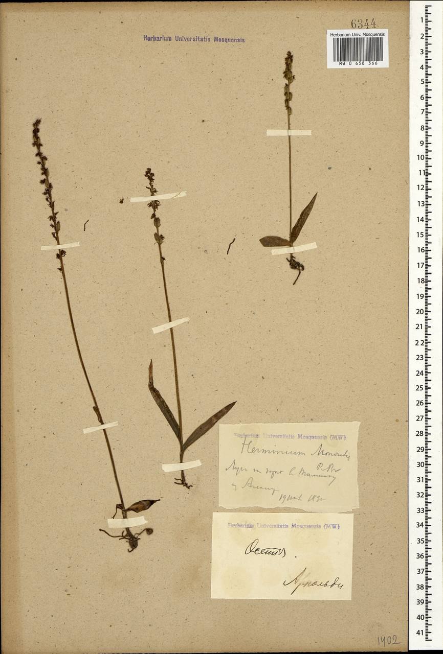 Бровник одноклубневый