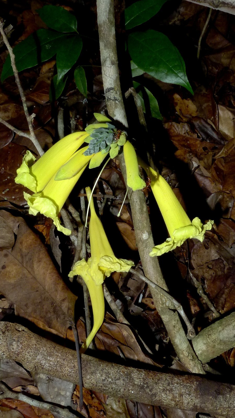 Анемопегма