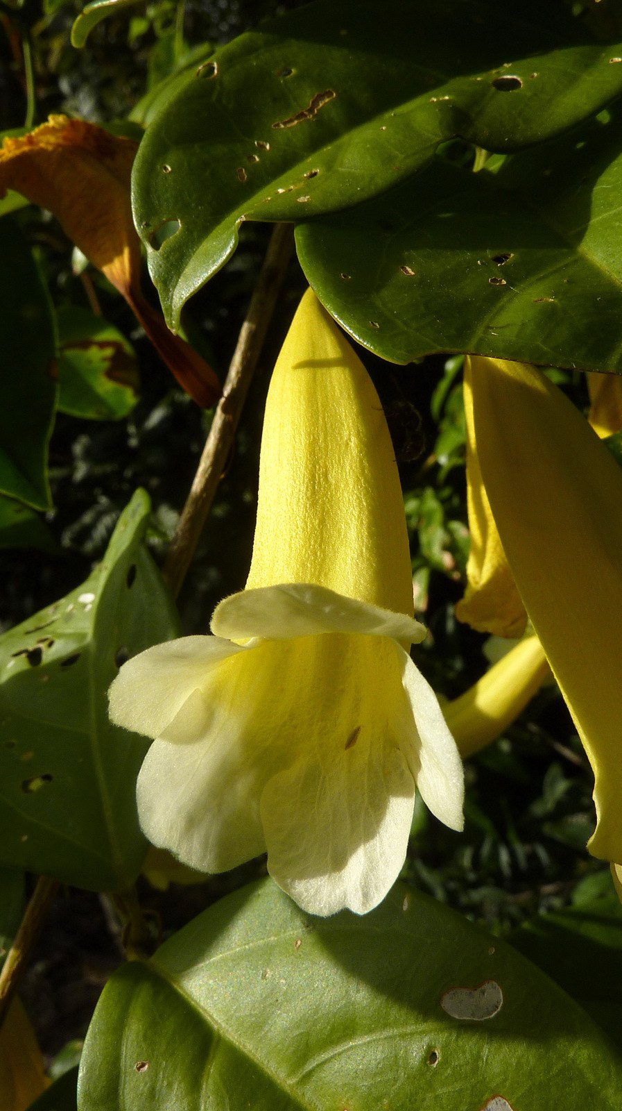 Гастроскопия (ФГДС) желудка