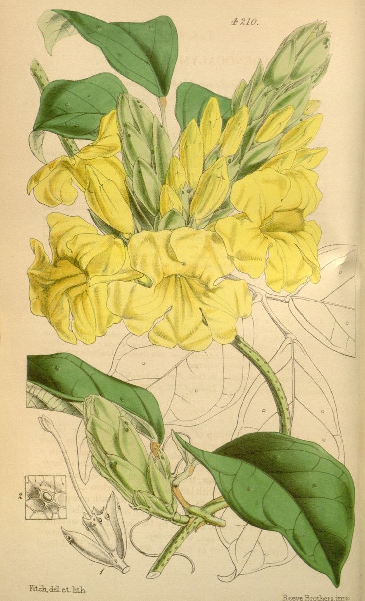 Анемопегма