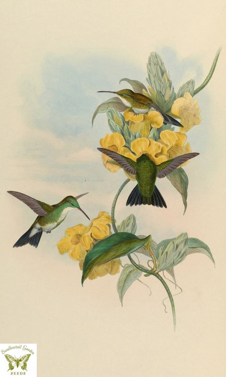 Белый фон однотонный