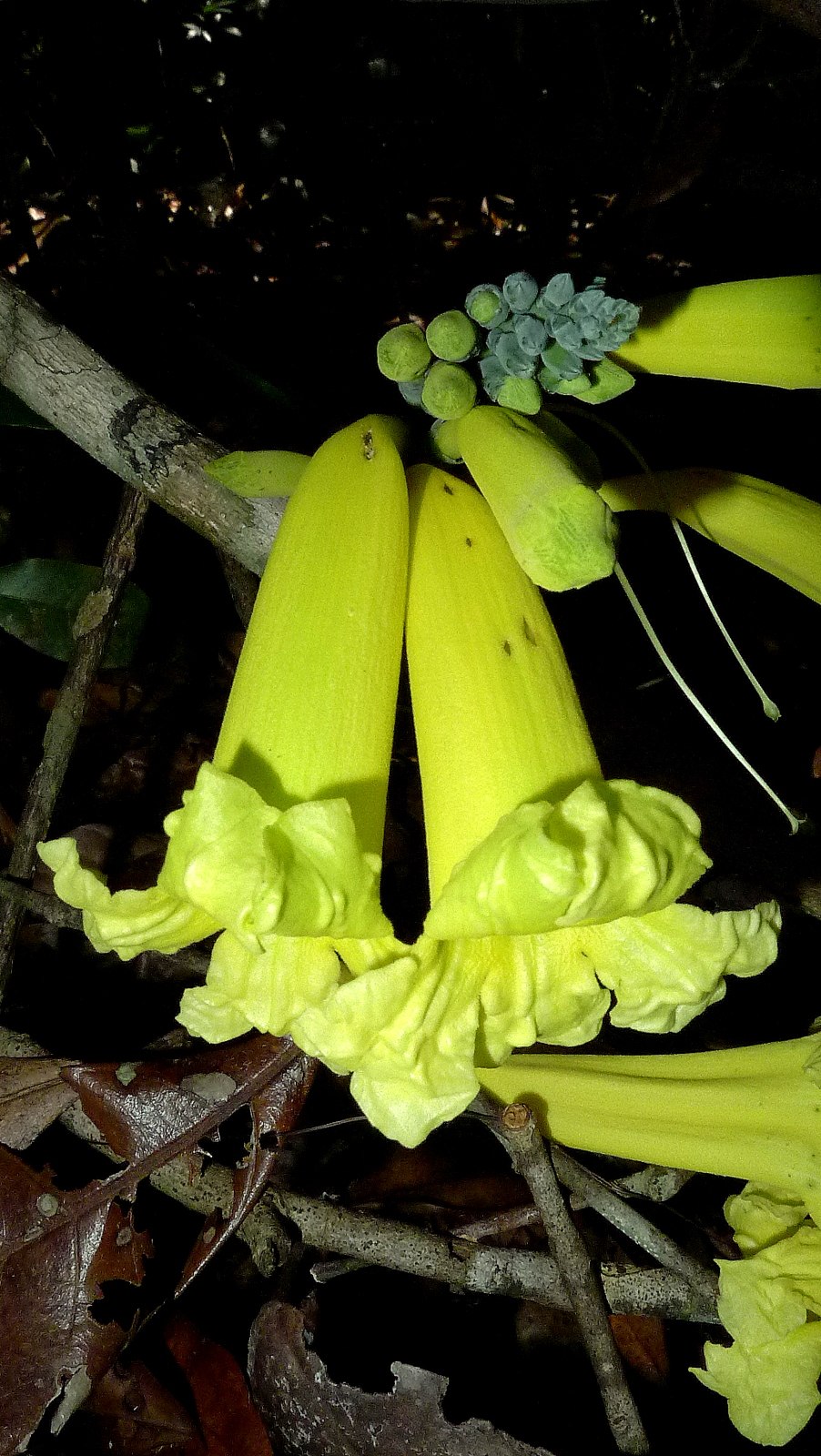 Растение Лиана Bignoniaceae