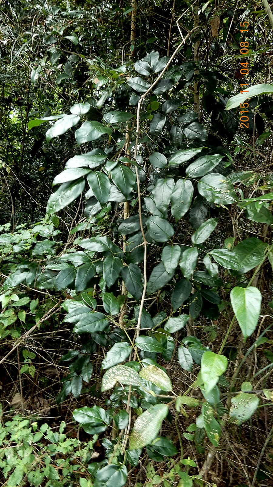 Мансоа растение