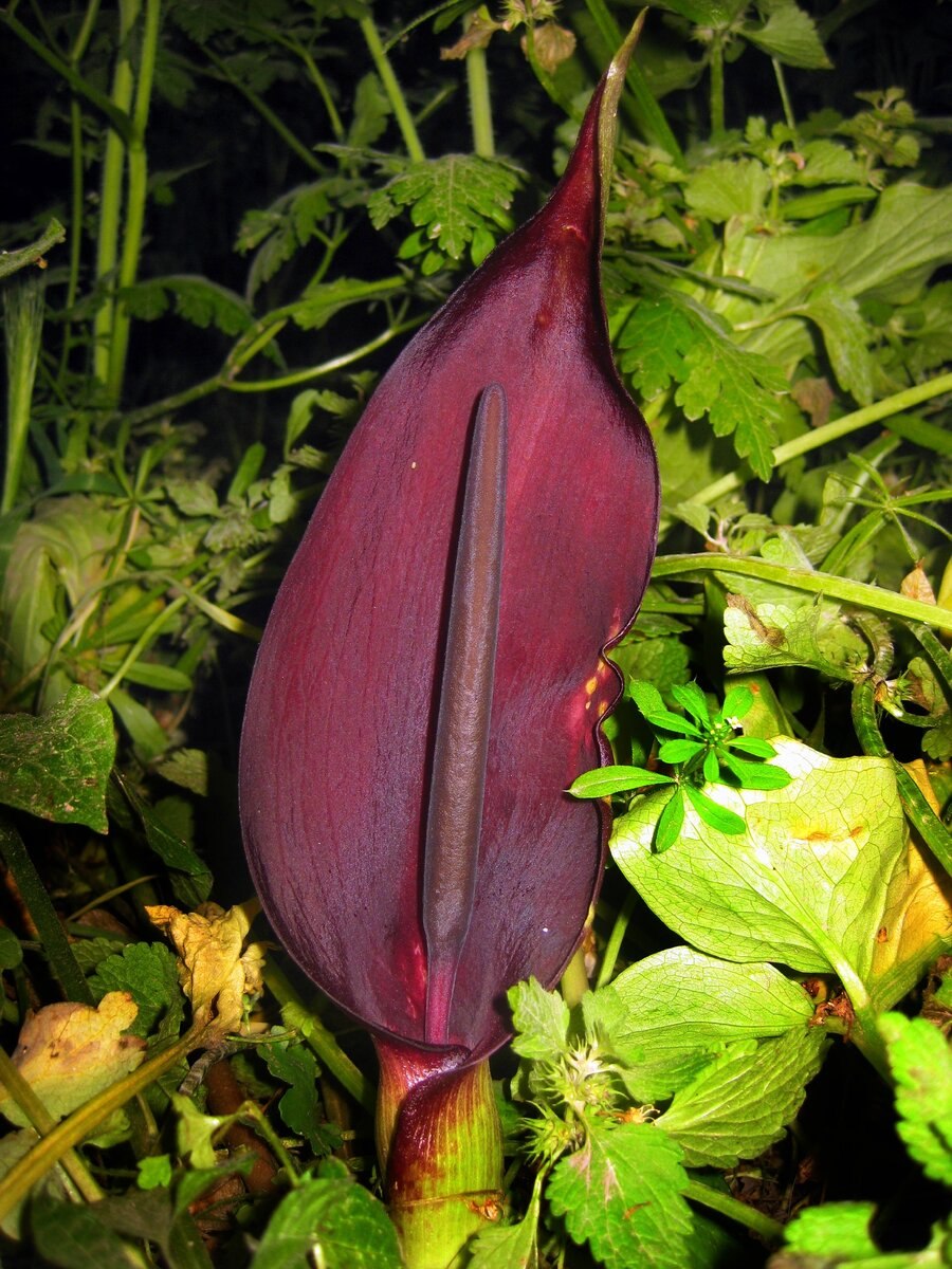 Аронник белокрылый