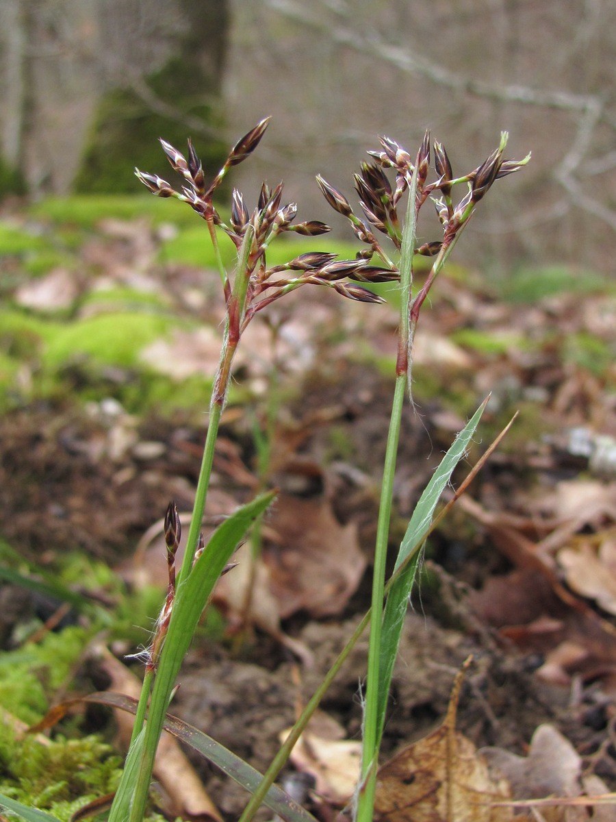 Ожика волосистая