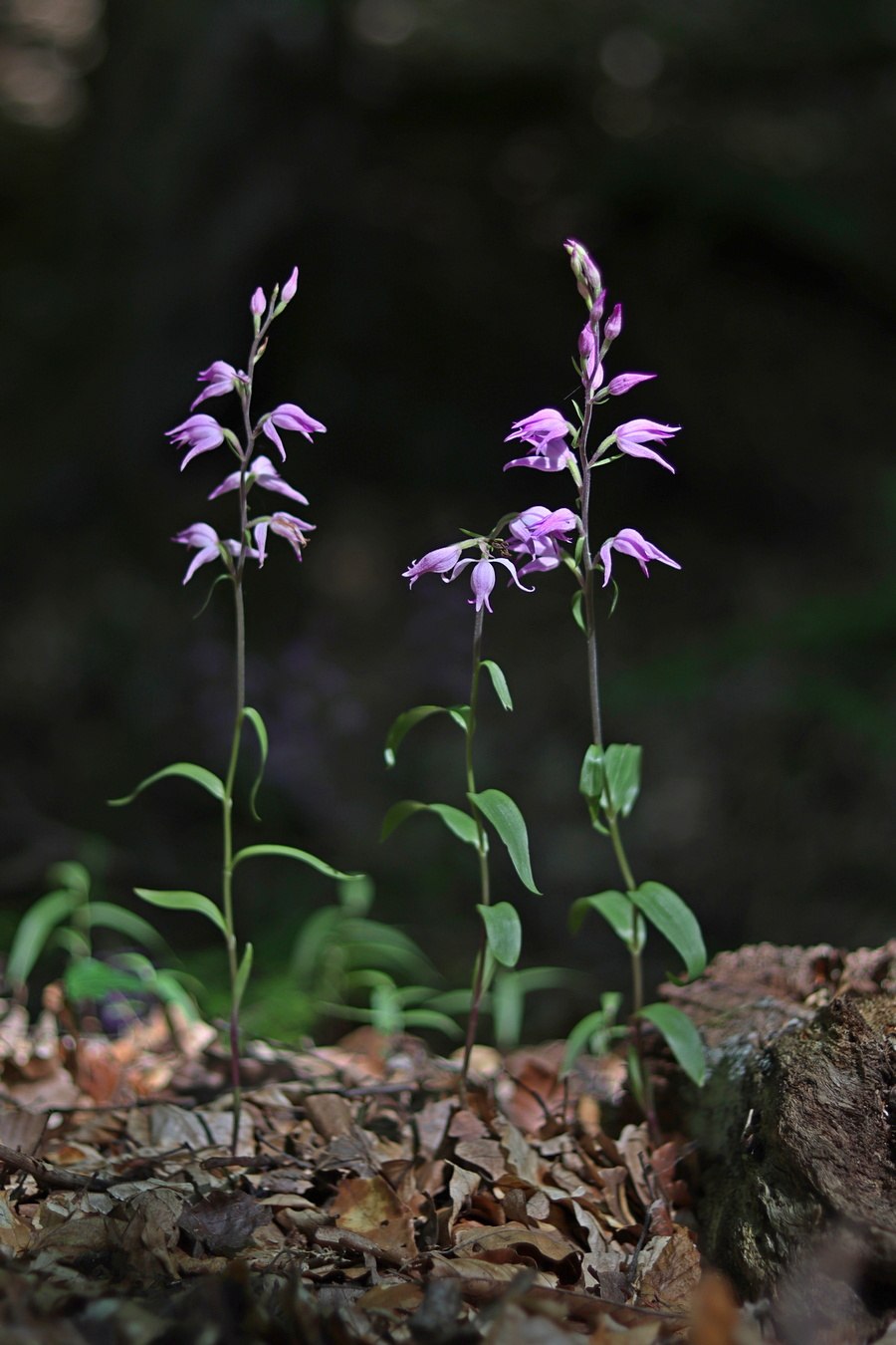 Cephalanthera longifolia