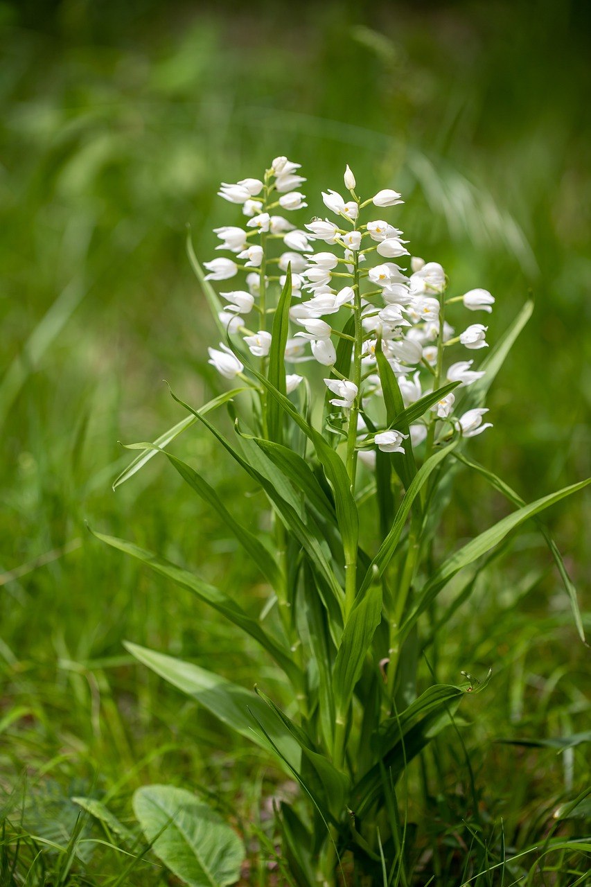 Cephalanthera cucullata