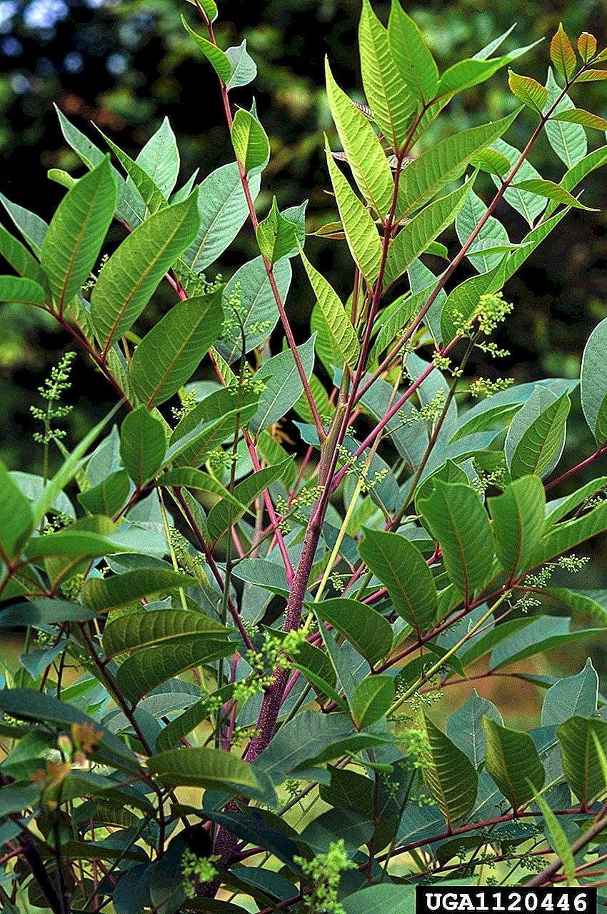 Ядовитый плющ Сумах