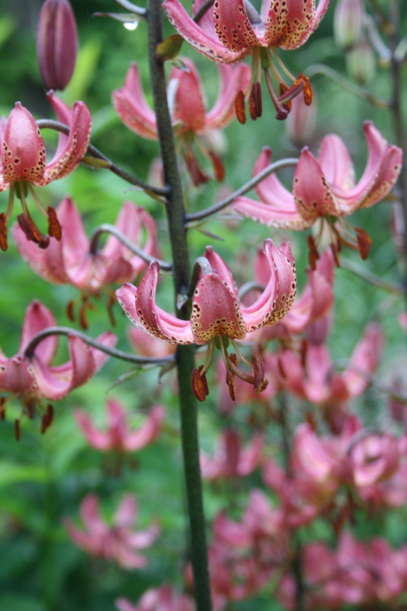 Лилия мартагон саранка