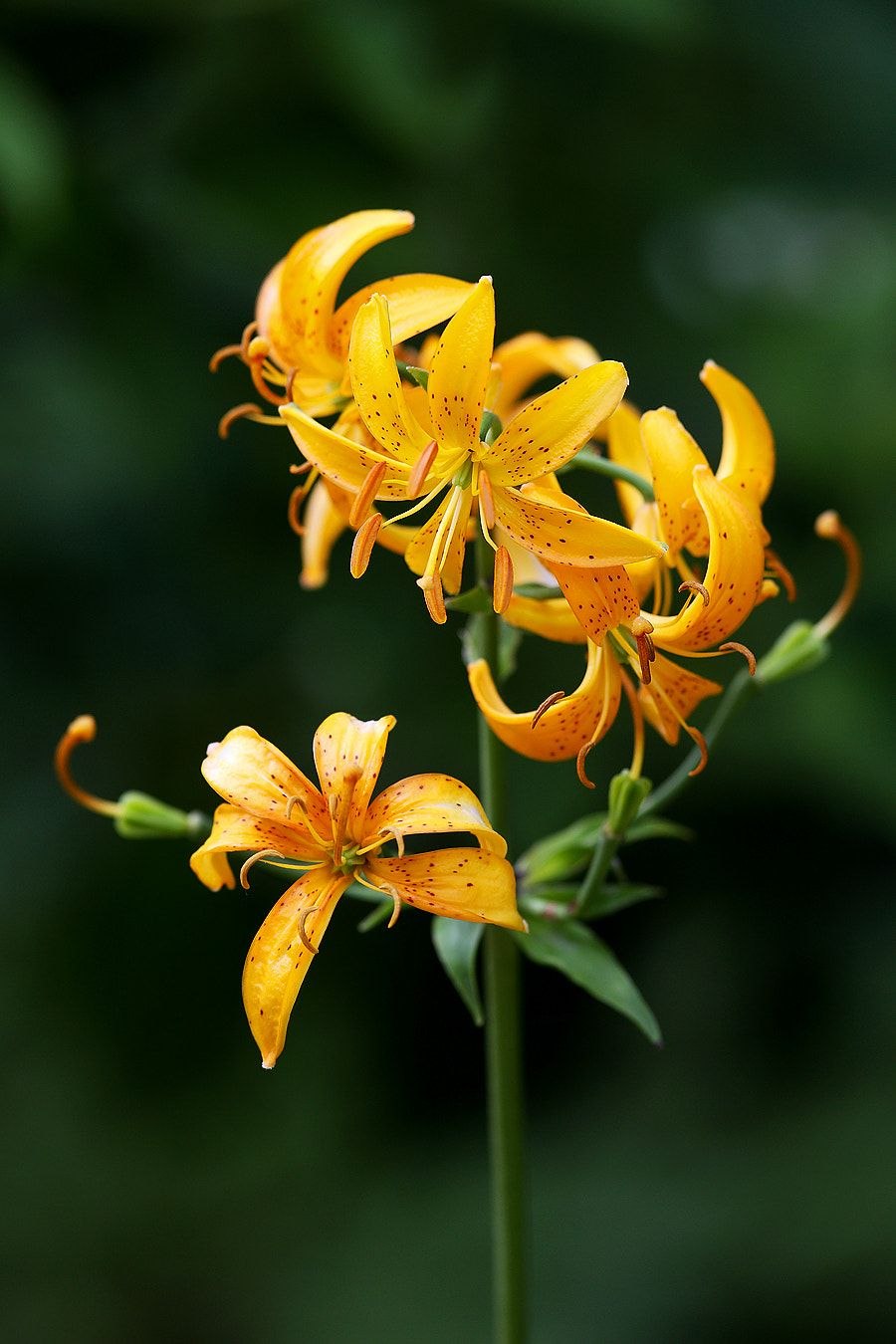 Ирландская Лилия цветок