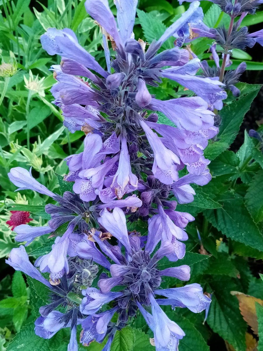 Котовник крупноцветковый "Blue Dragon"