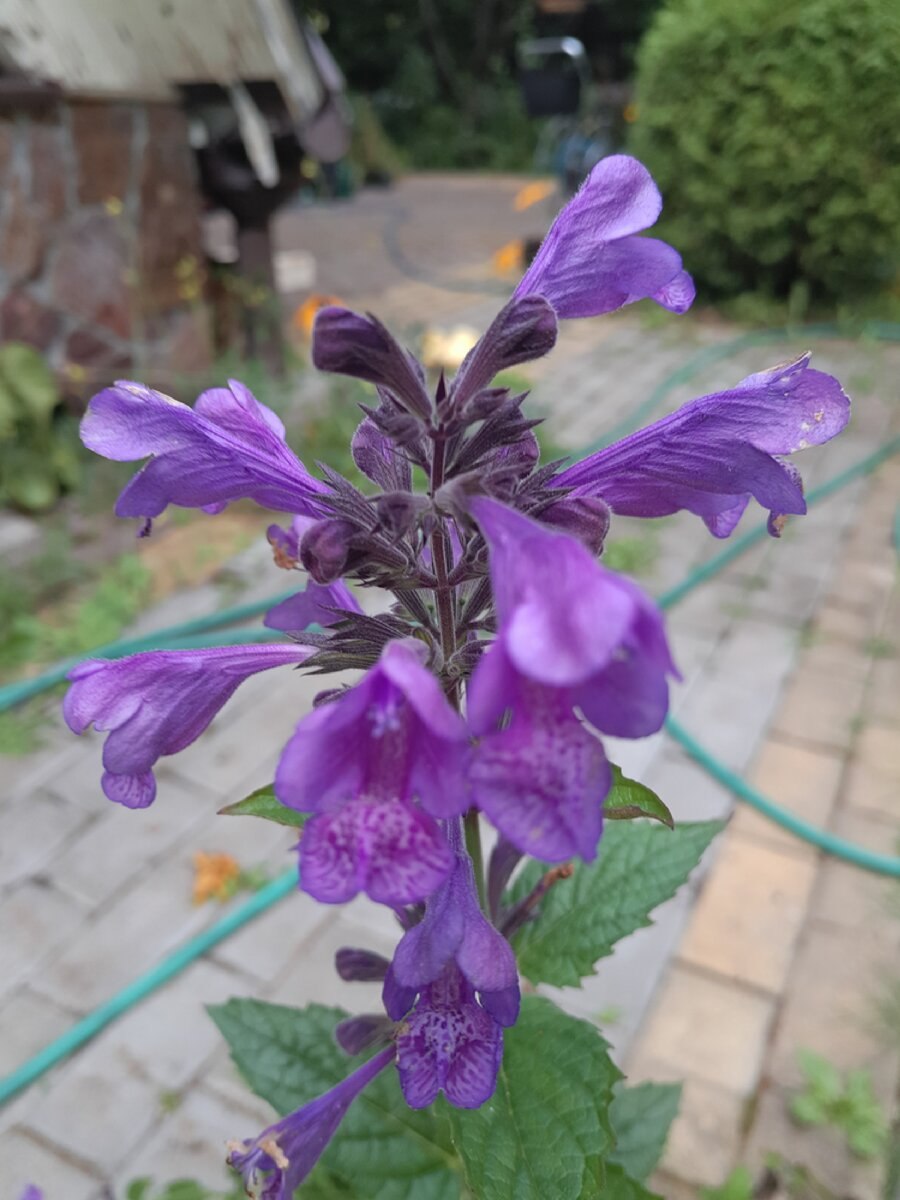 Котовник Блю драгон