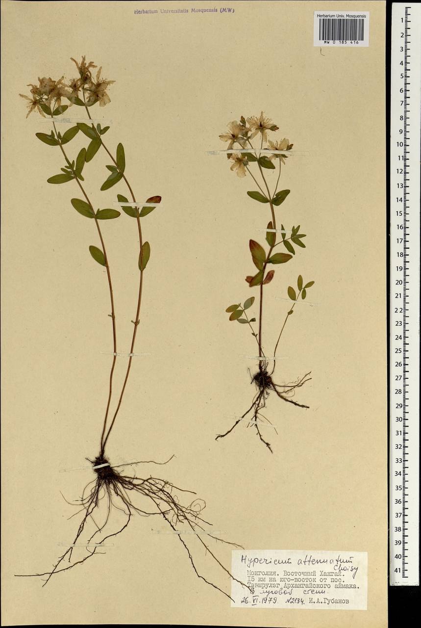 Кантарон osimlik