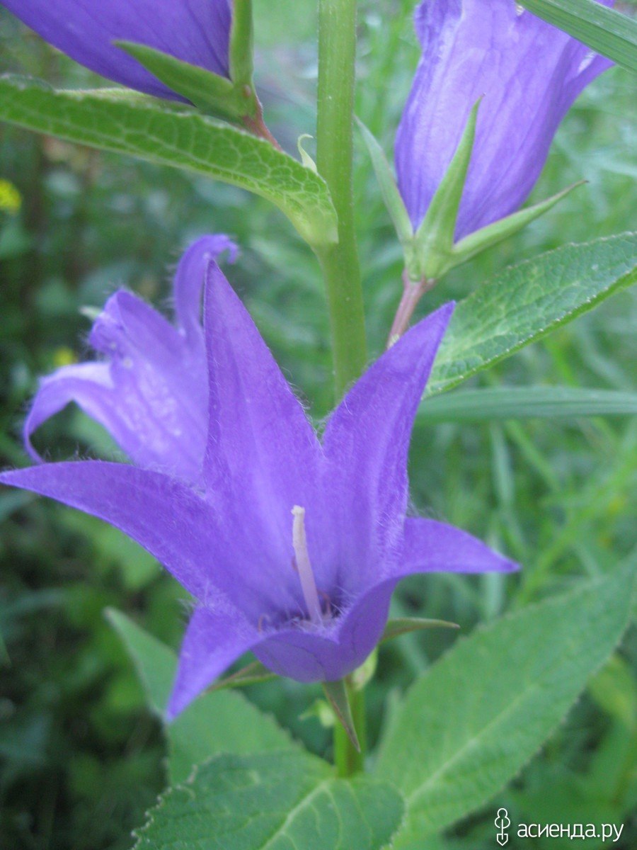 Колокольчик Campanula glomerata Blue Crown New