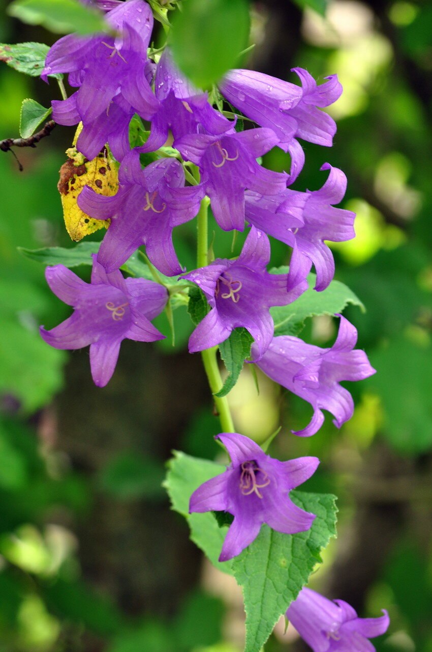 Колокольчик шерстистый