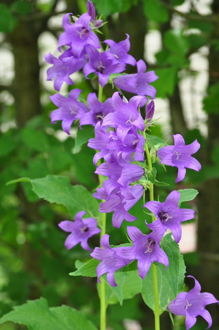 Колокольчик широколистый