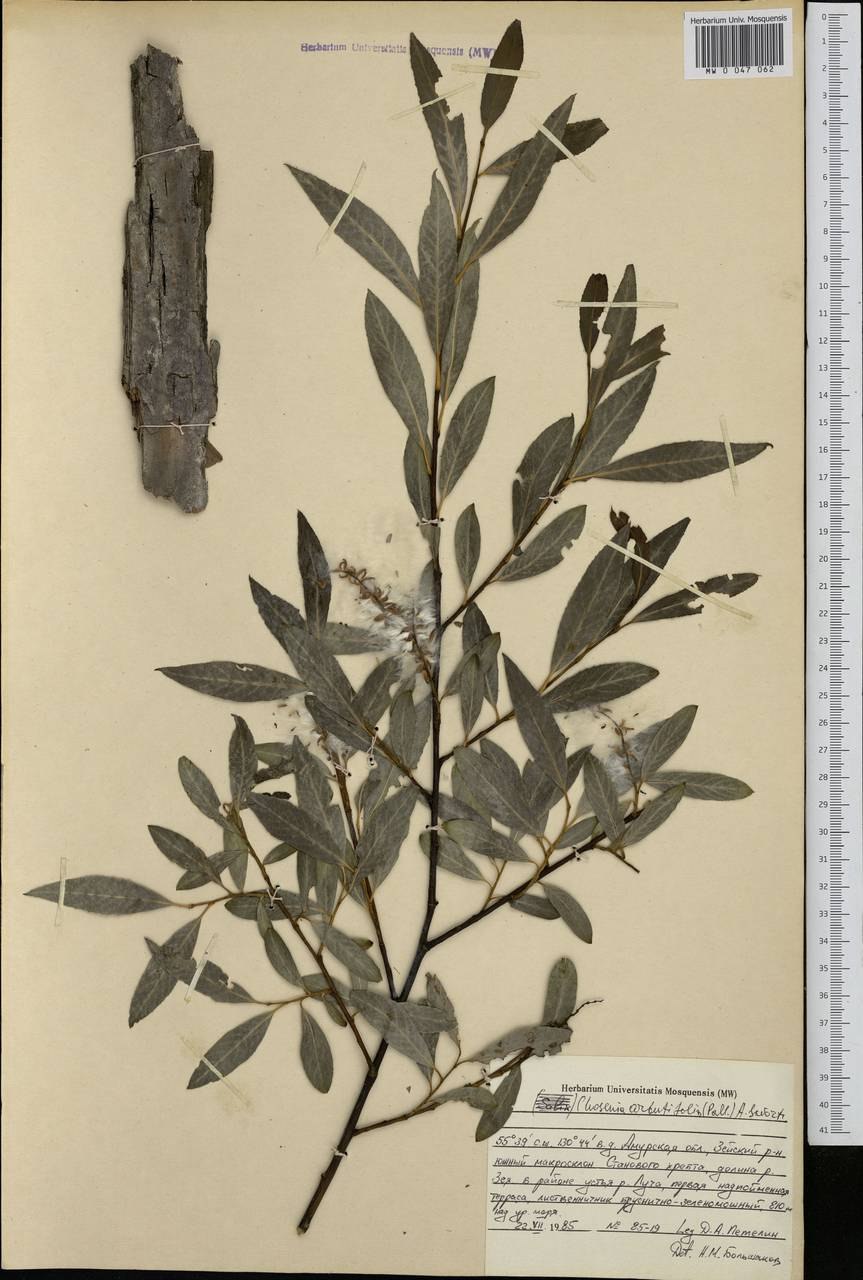 Ива прутовидная дерево