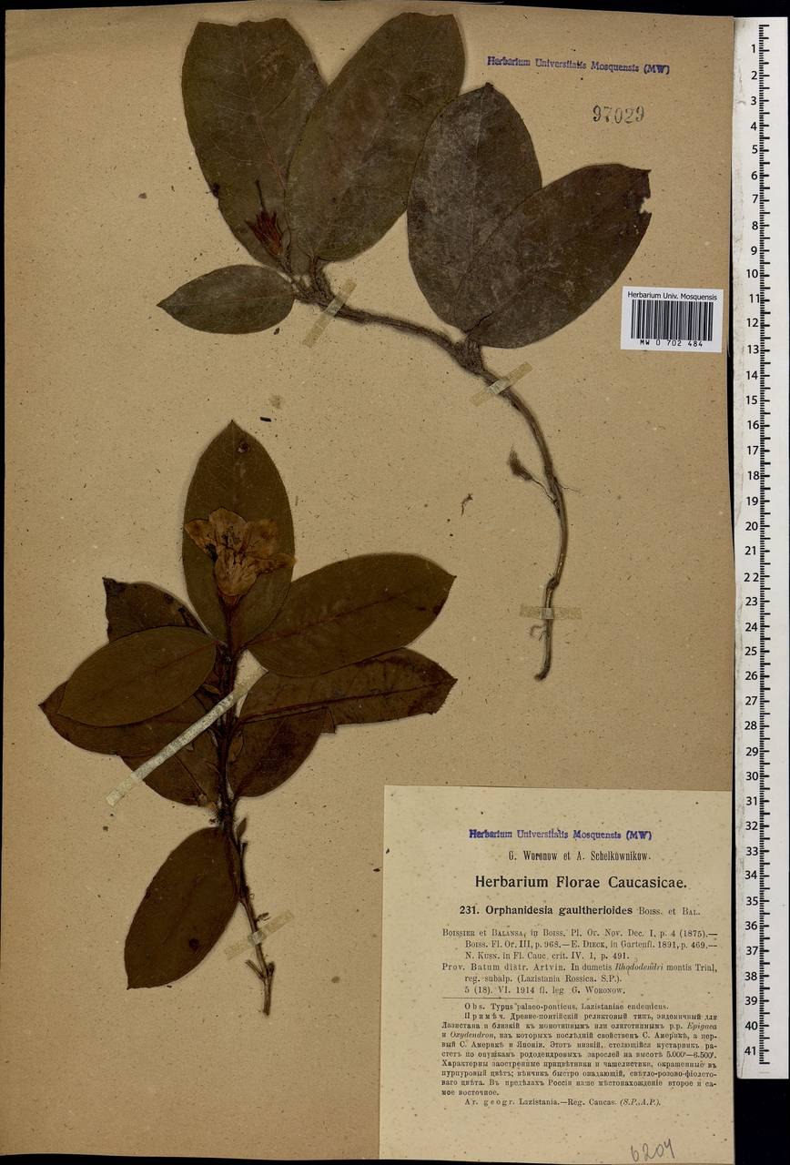 Эпигея азиатская