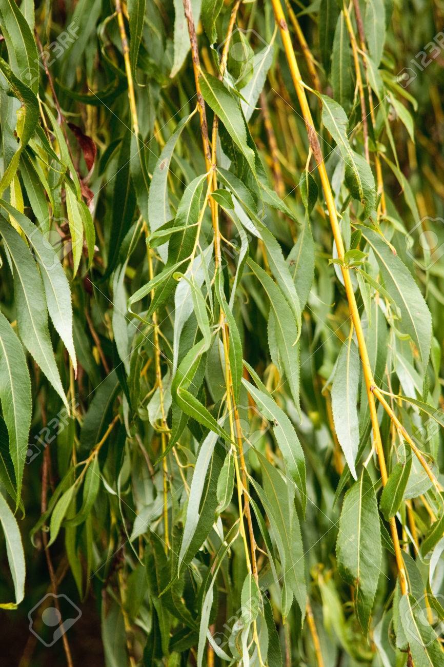 Ива остролистная краснотал