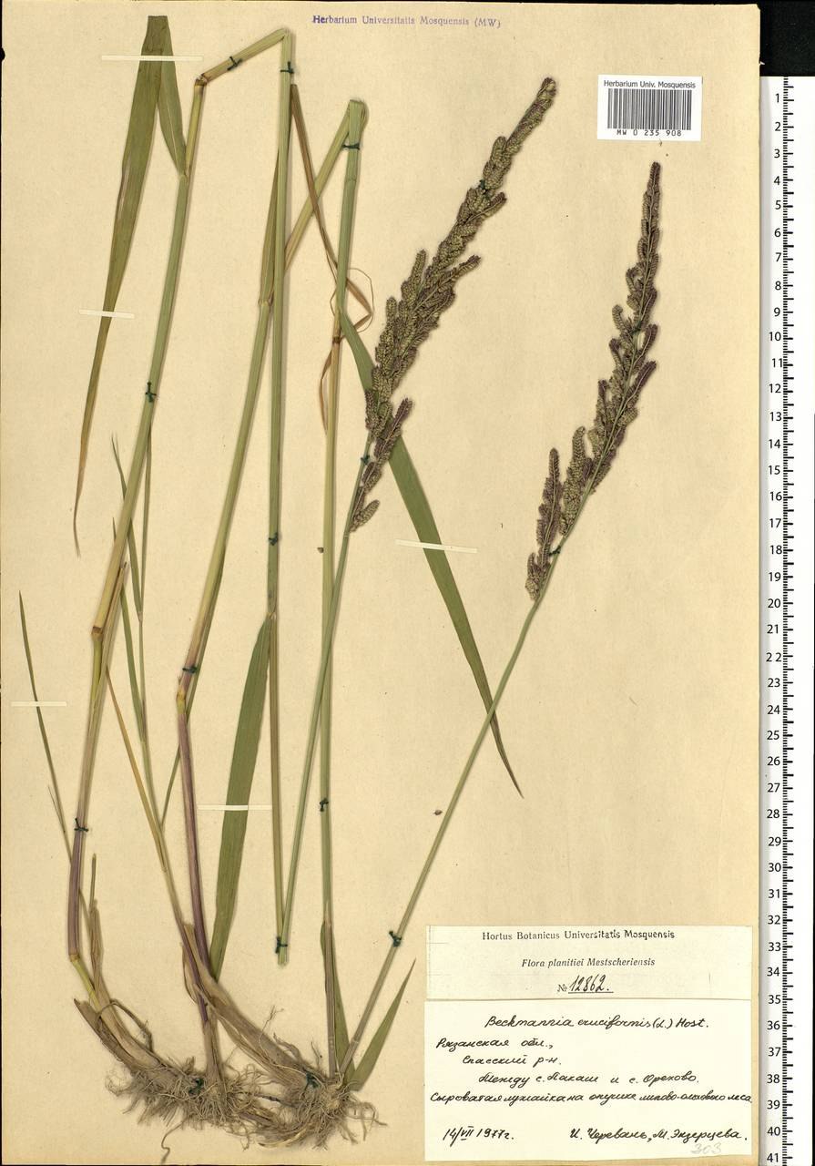 Бекмания обыкновенная газон