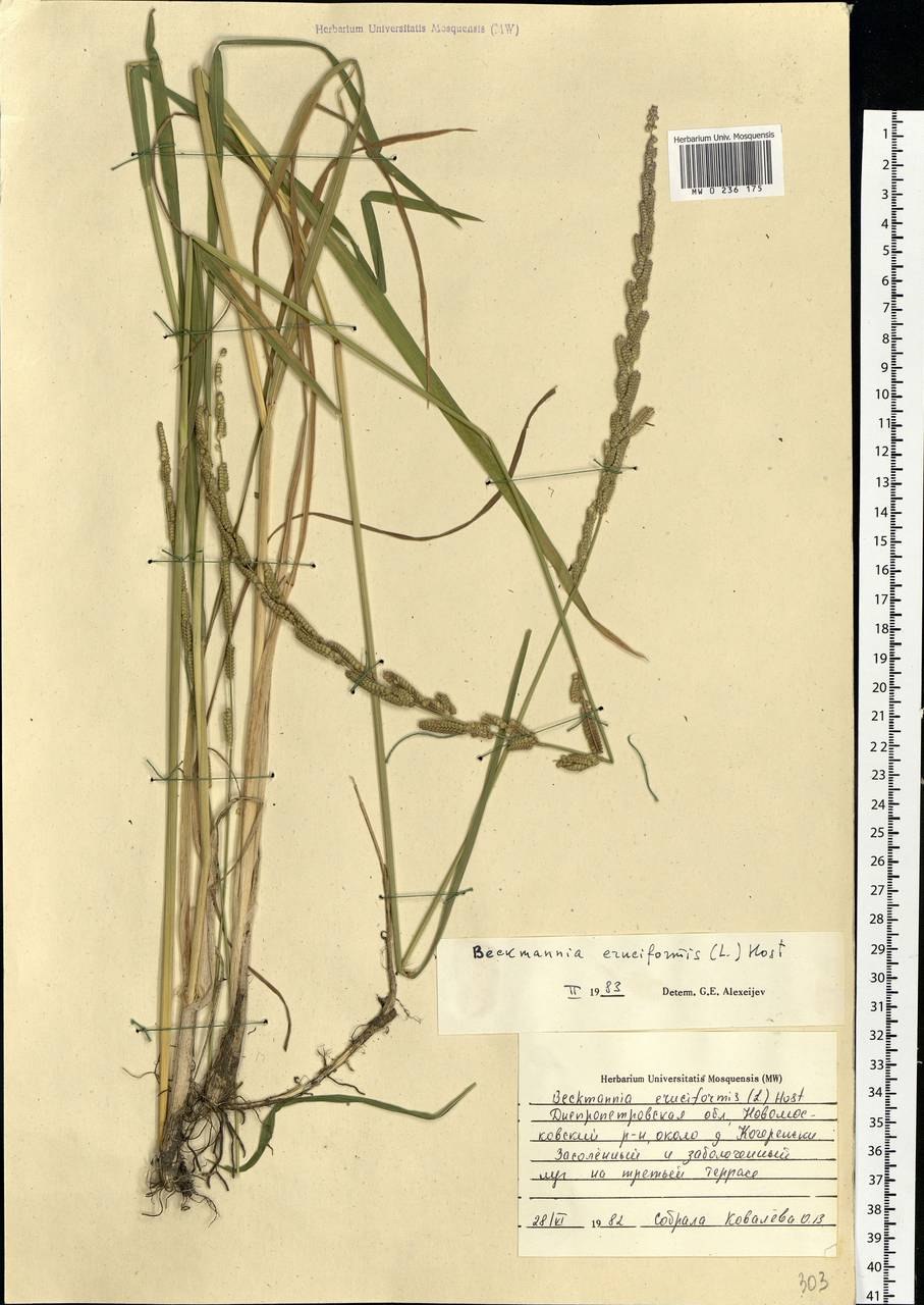 Тип кущения бекмании обыкновенной