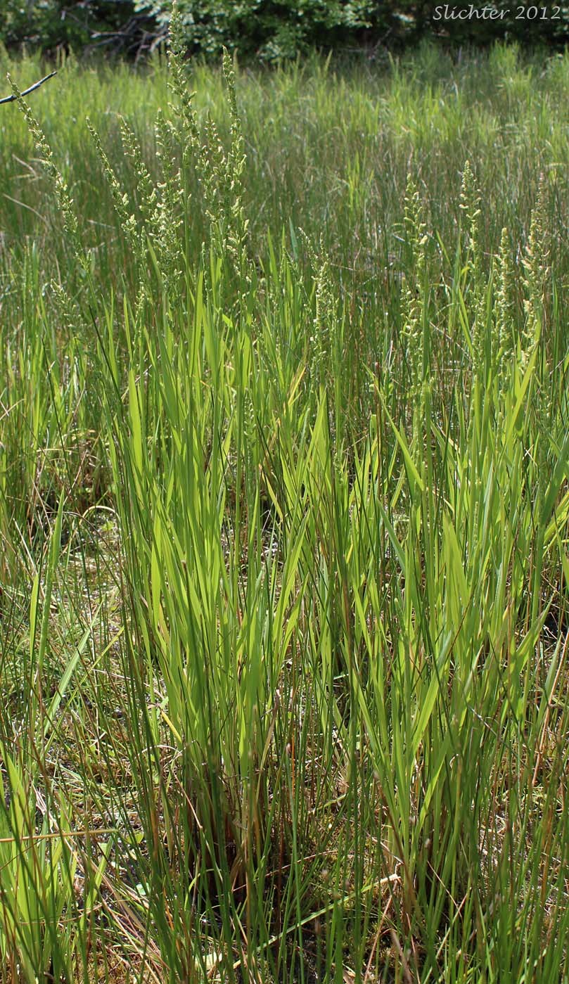 Бекмания обыкновенная строение