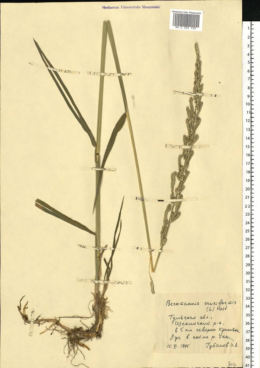Тип кущения бекмании обыкновенной