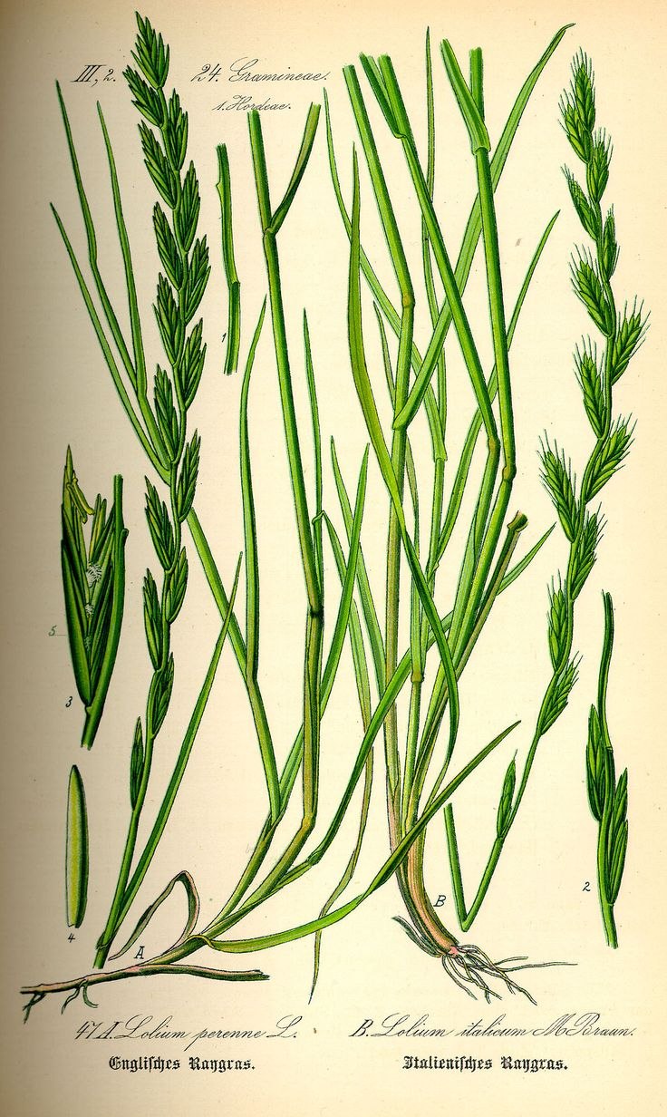 Бекмания Восточная