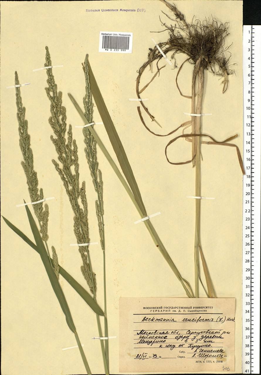 Тип кущения бекмании обыкновенной