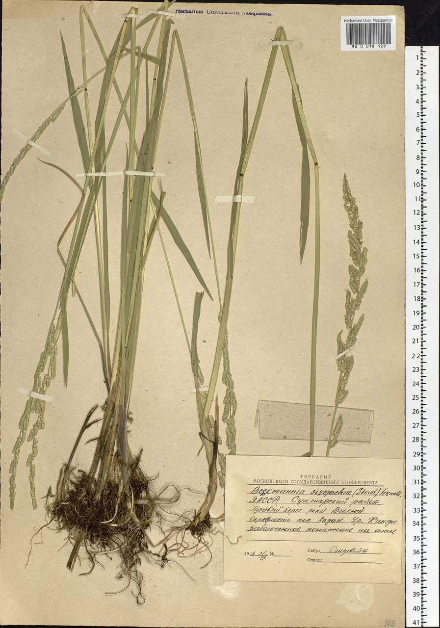 Beckmannia syzigachne